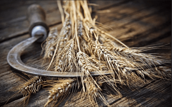 Gathering of Grain